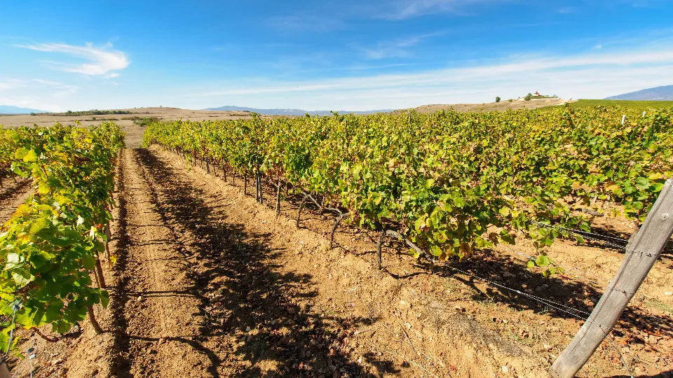 Team‑building wine experience for a private group near Petrich