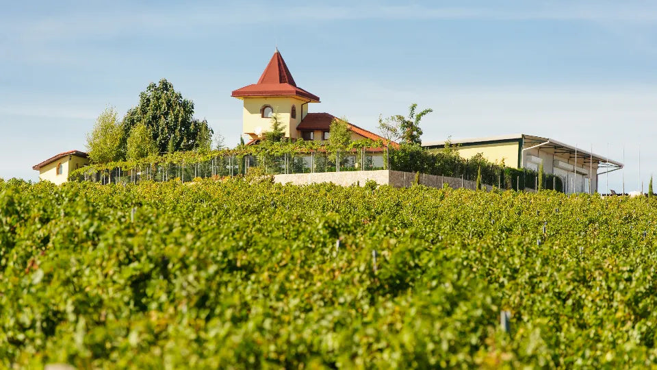 Cellar tour at Rupel Winery in Dolno Spanchevo, Petrich