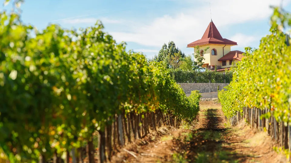 Wine tour and tasting near Petrich for private groups at Rupel Winery