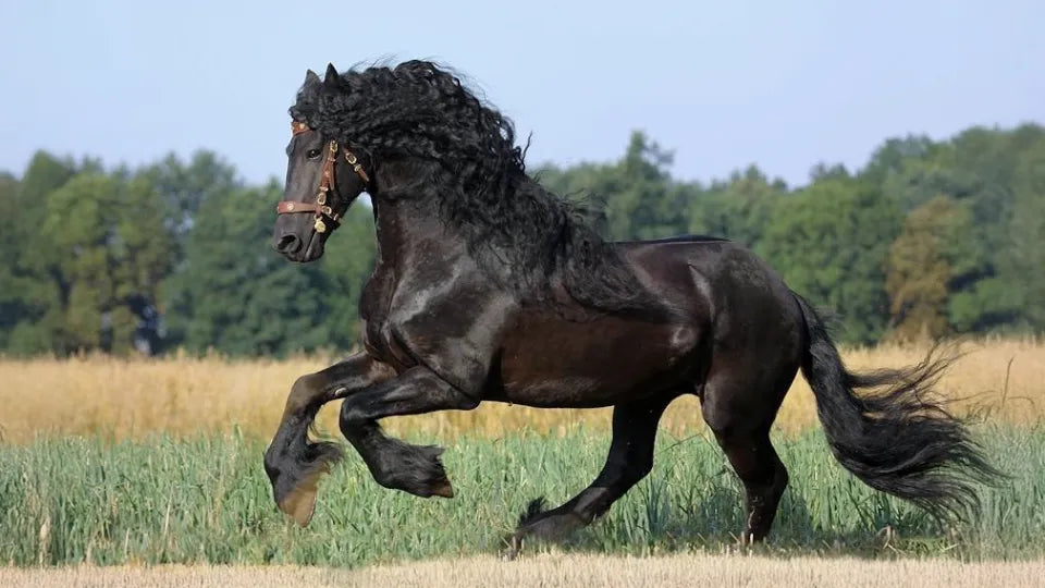 Horseback riding lesson in Bankya – instruction with a calm horse