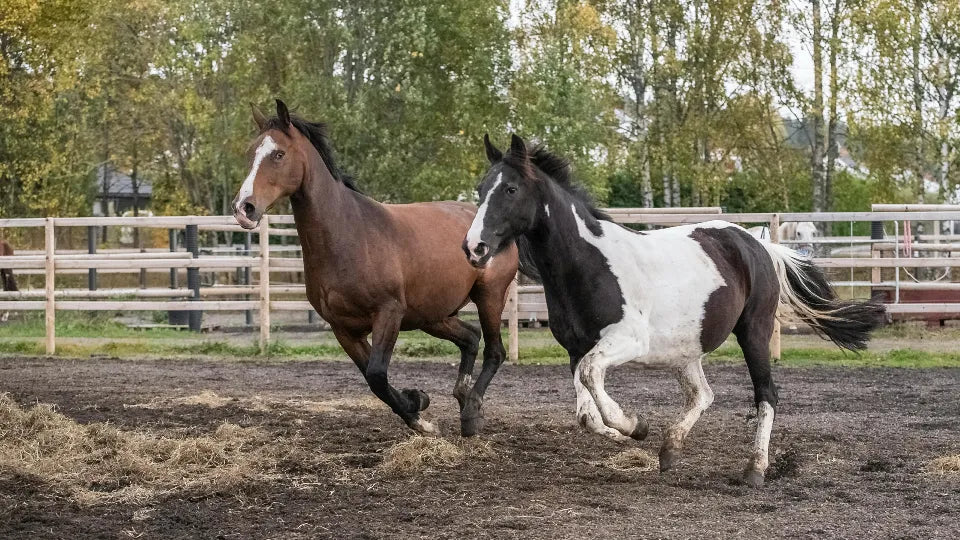 Instructor with a well-trained horse overlooking Lyulin Mountain