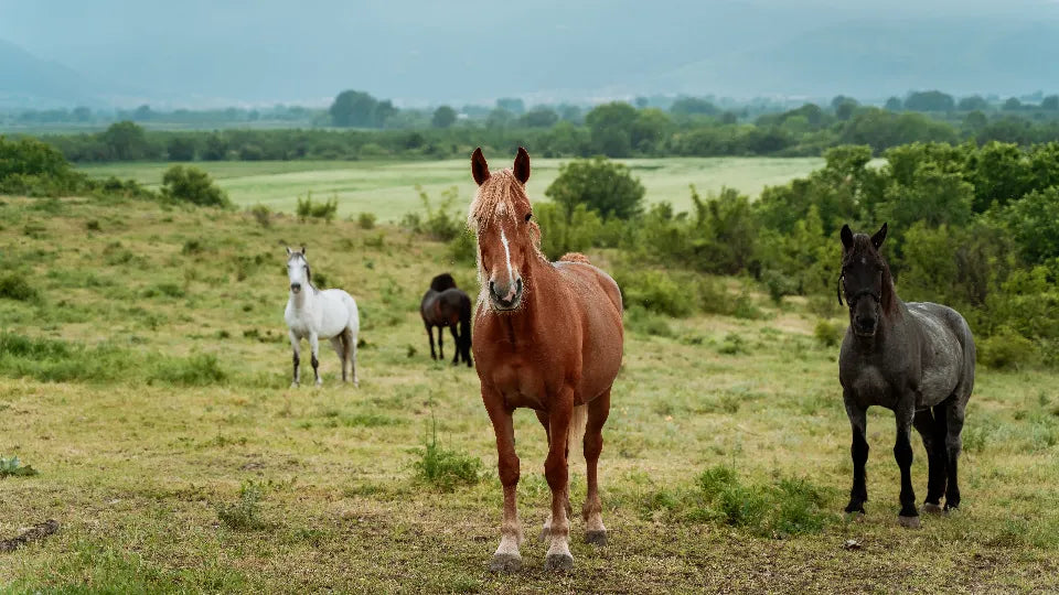 Romantic Picnic for Two near Plovdiv with Horseback Riding or E-Bike Option Ustina near Plovdiv Adventico