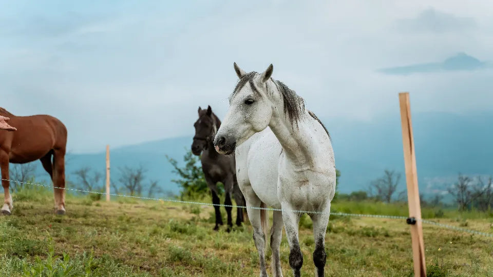 Romantic Picnic for Two near Plovdiv with Horseback Riding or E-Bike Option Ustina near Plovdiv Adventico