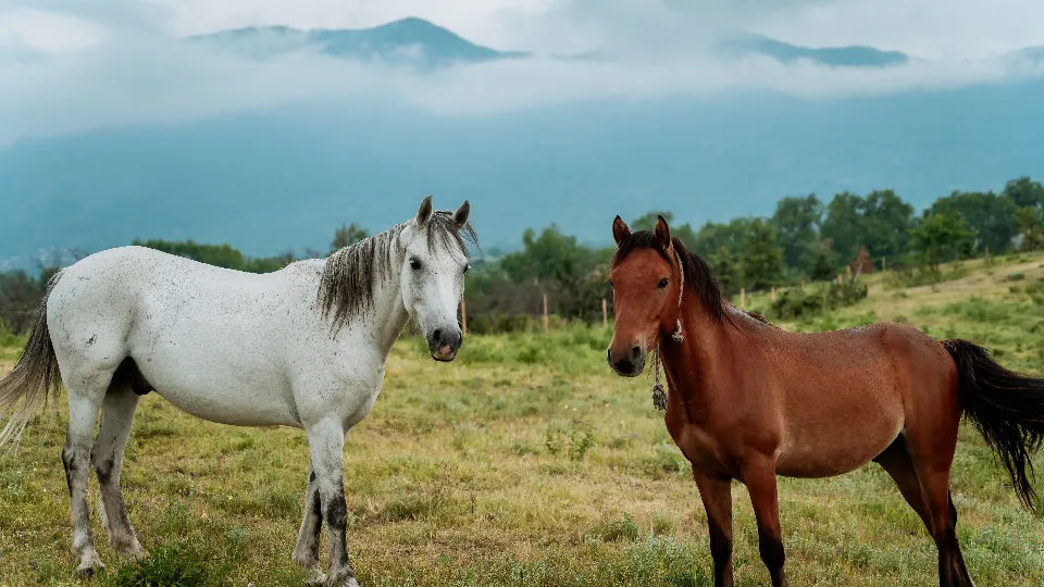 Romantic Picnic for Two near Plovdiv with Horseback Riding or E-Bike Option Ustina near Plovdiv Adventico