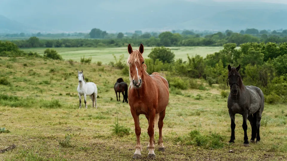 Animal adventures: horseback riding near Plovdiv for two