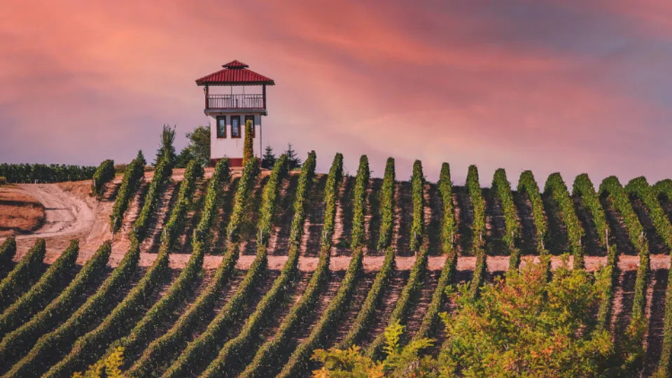 Пикник или винена дегустация и офроуд с АТВ Офроуд сафари