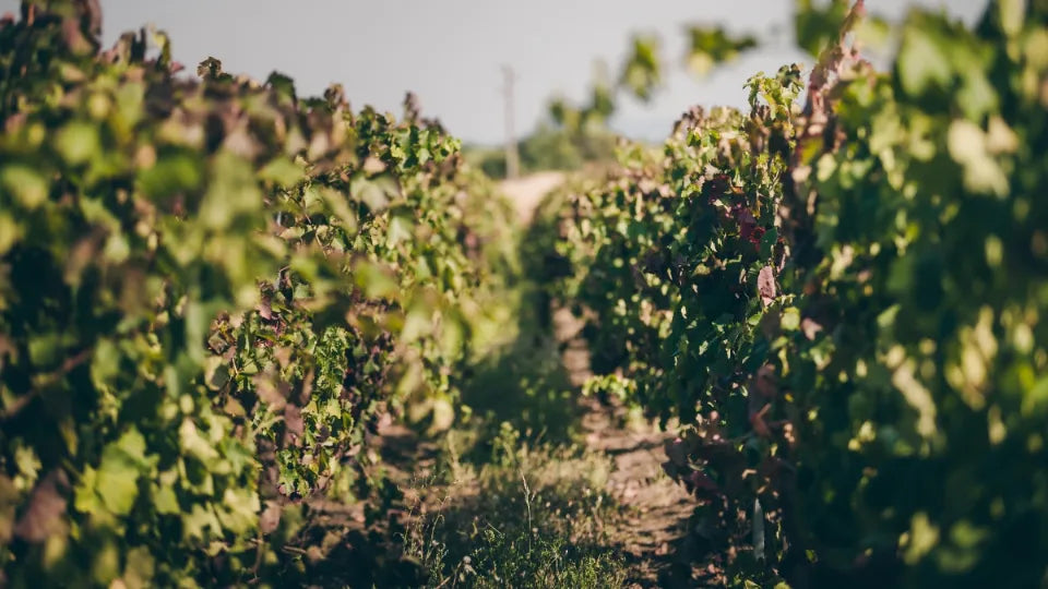 Reserve wine tasting with farm appetizers in Shumen Province