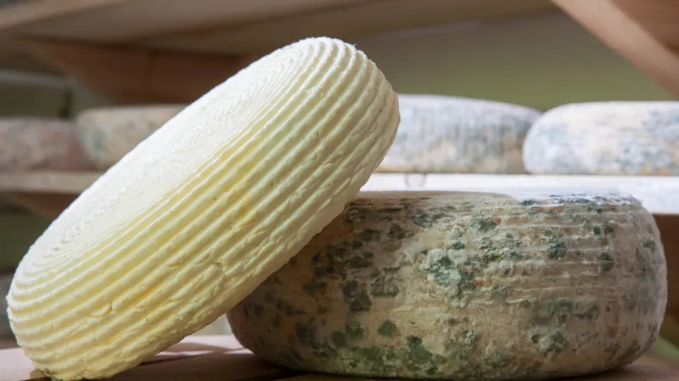 Practical cheese-making course in Sofia