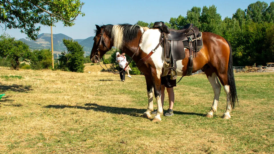 Outdoor horse photoshoot on a meadow near Svoge — gift voucher