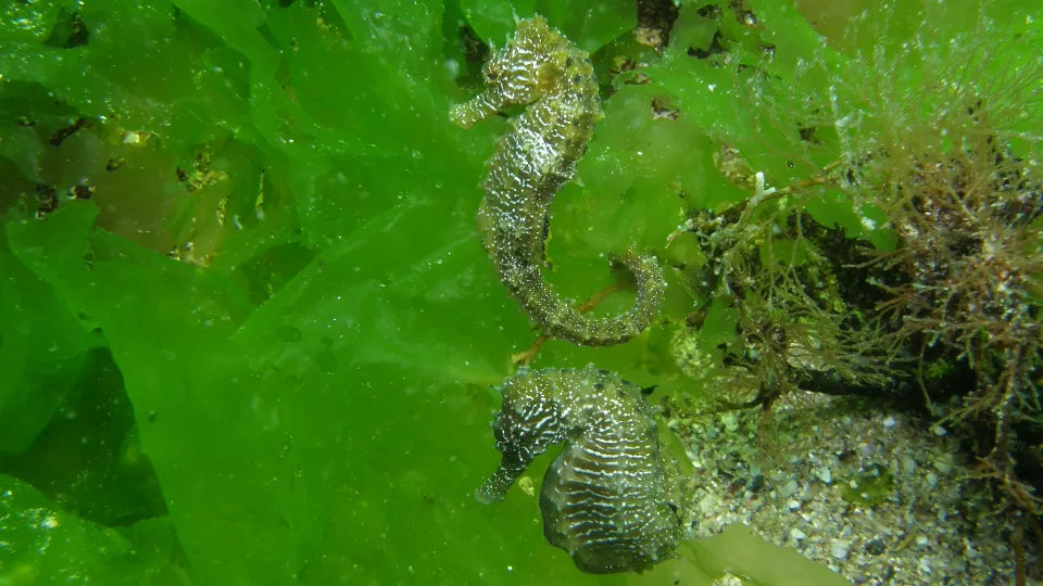 Beginner scuba dive up to 5 m depth near Nessebar
