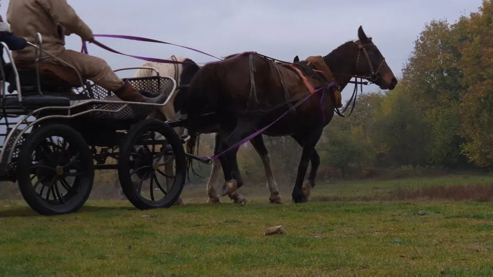 Horse-drawn off-road experience near Karlovo in a marathon carriage