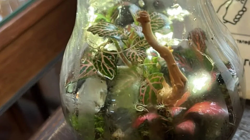 Finished glass terrarium as a natural accent for home or office