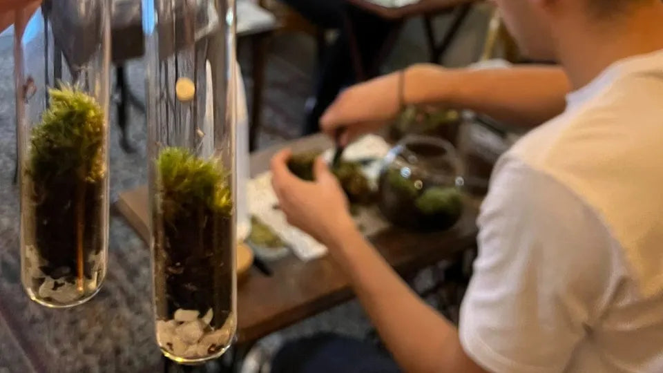 Close-up of condensation and water cycle inside a glass terrarium