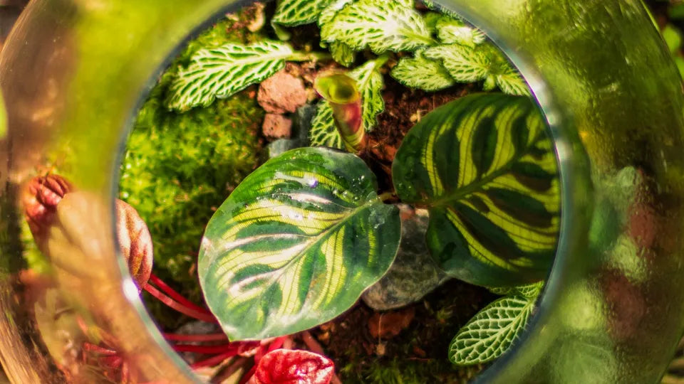 Terrarium workshop in Sofia – build a living mini ecosystem
