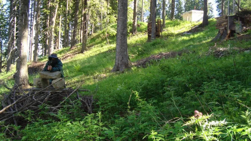 Outdoor Paintball Adventure near Pamporovo