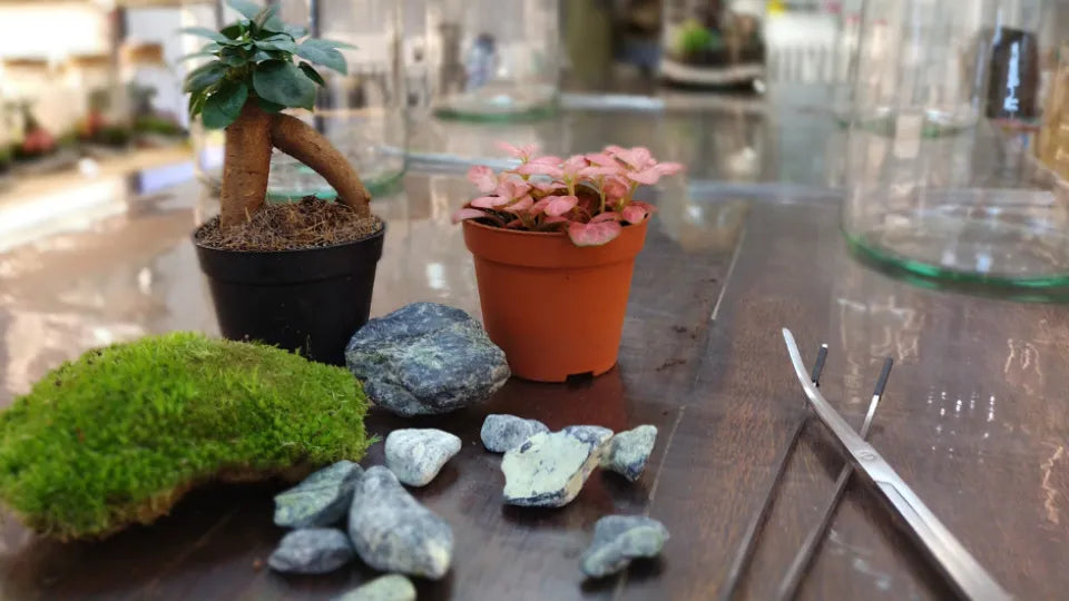 Bonsai and Tropical Plant Terrarium Workshop